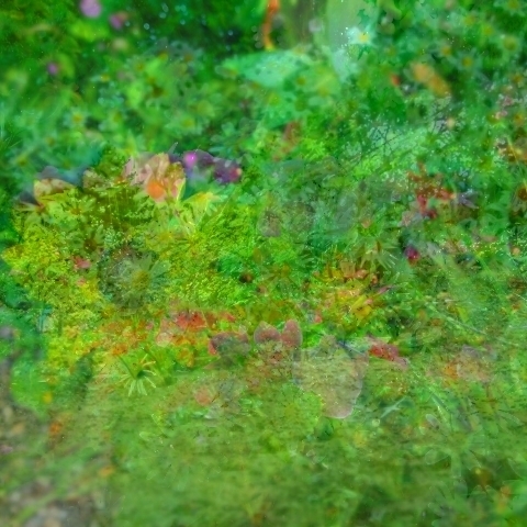 _7196490_498_504_519_524_526_528_fused.jpg