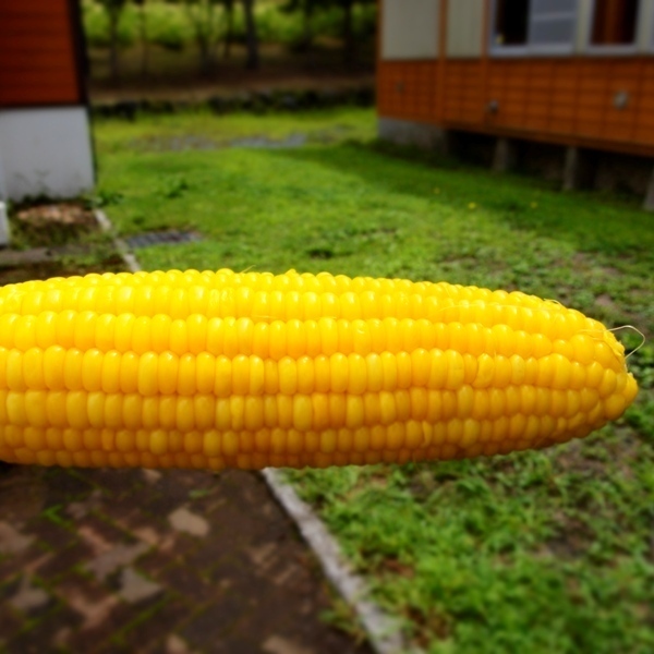 _8287222.jpg