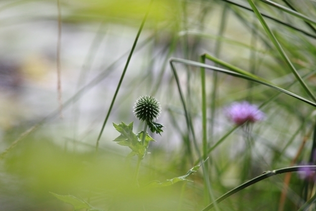 _MG_1346.JPG