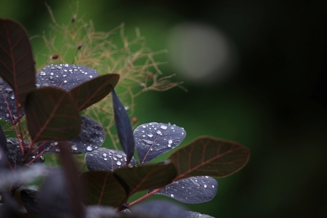 _MG_1384.JPG