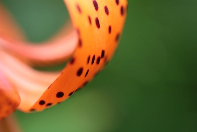 _MG_1519.JPG