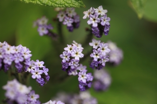 _MG_1526.JPG