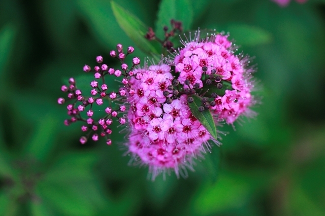 _MG_7241.JPG