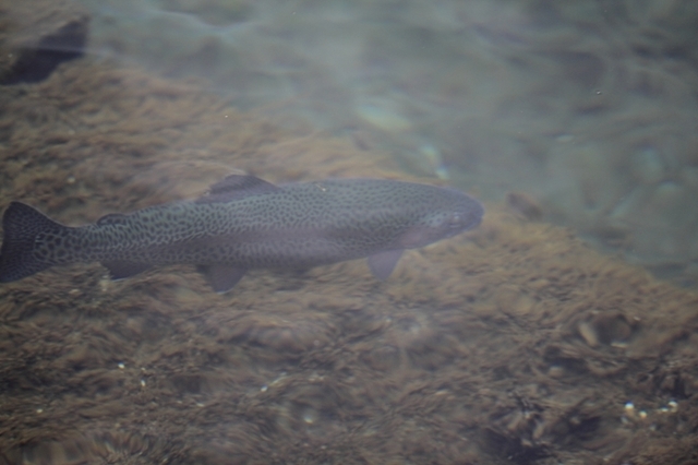 _MG_8757.JPG