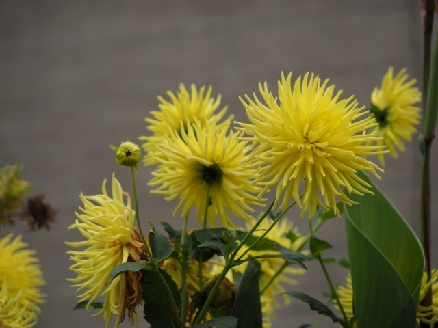 PA210945.jpg