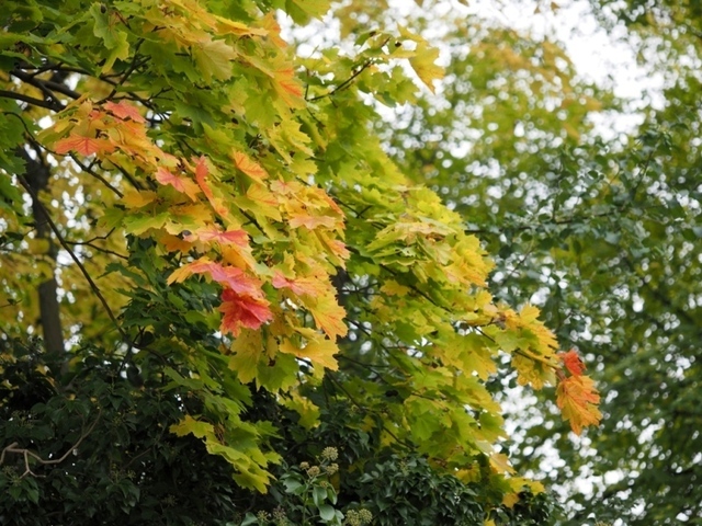 PA210977.jpg