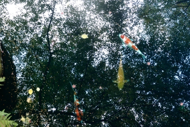 PB160133.jpg