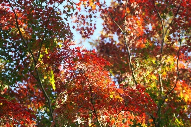 11/30、飛鳥山公園の紅葉: カレイドスコープ 11/30、飛鳥山公園の紅葉: カレイドスコープ