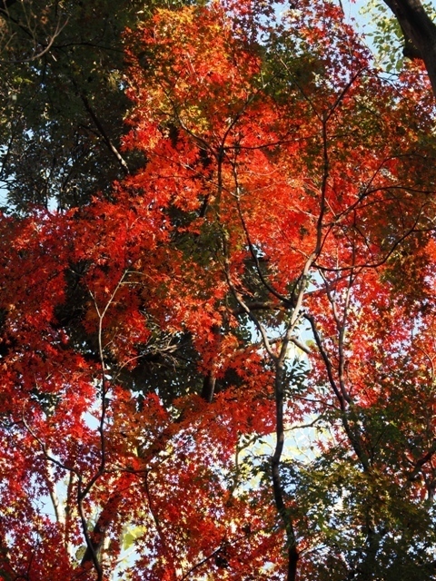 R1010098.jpg