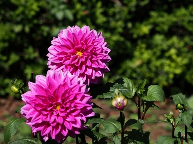 R1010577.jpg