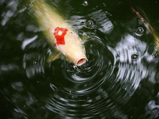 R1010928.jpg