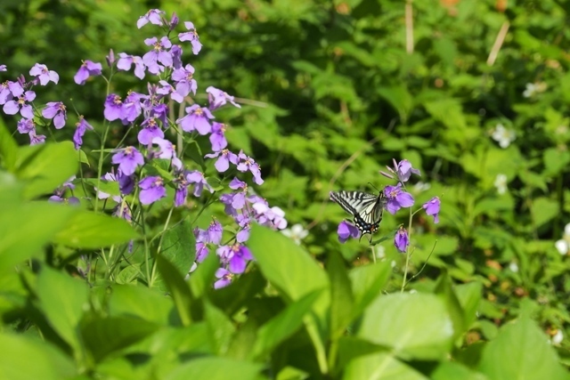 Z4135359.jpg