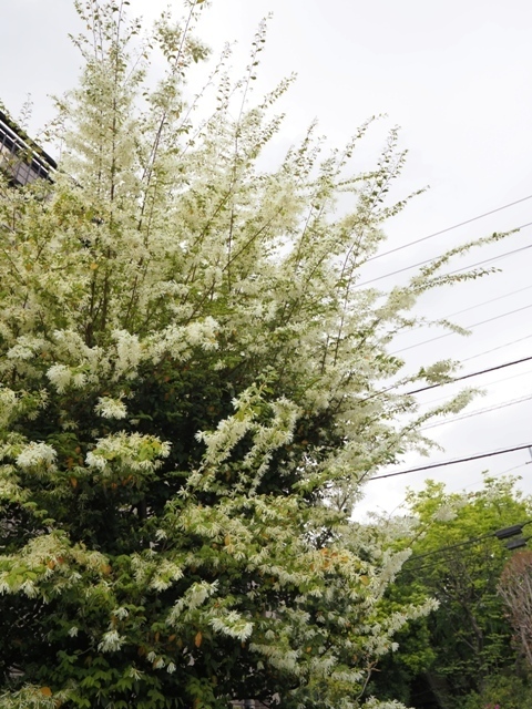 Z4175438.jpg