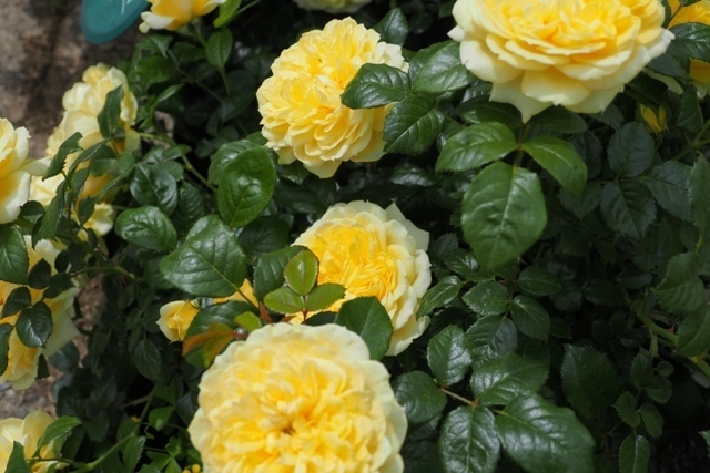 Z5085801.jpg