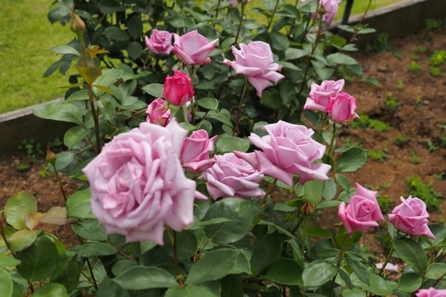 Z5085802.jpg