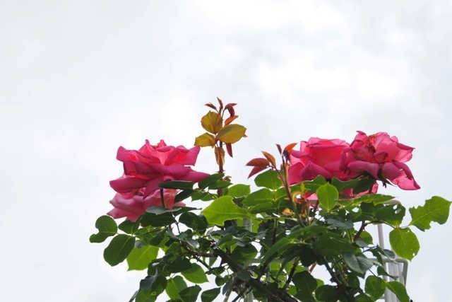 Z5085807.jpg