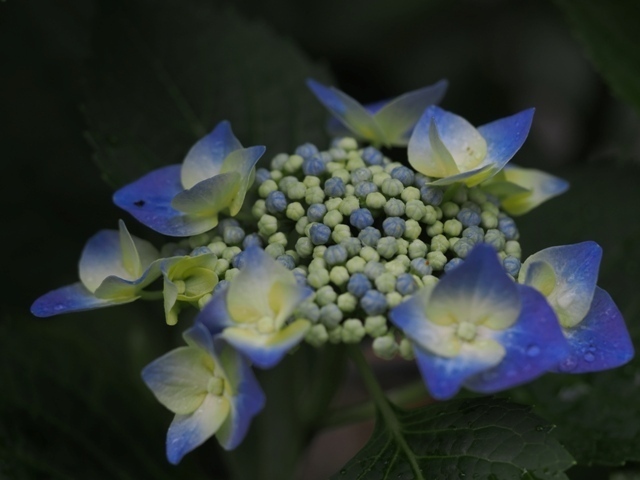 Z5311700.jpg