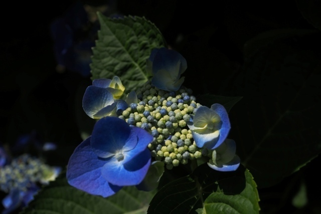 Z6089733.jpg