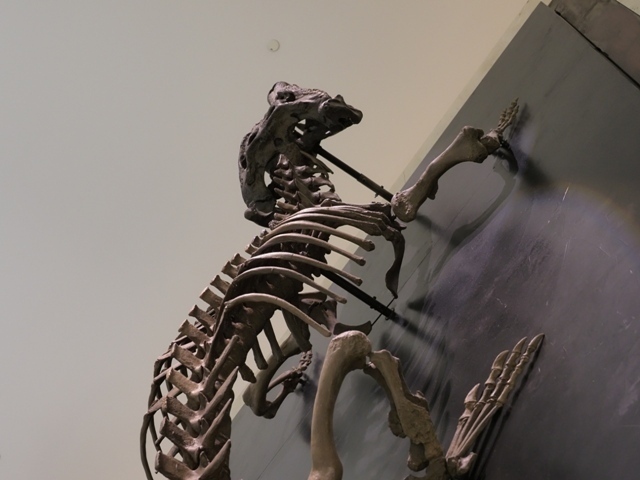 Z8153436.jpg