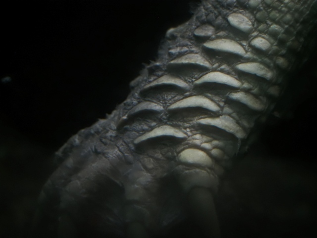Z9164678.jpg