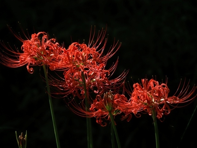 Z9164688.jpg
