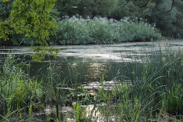 ZA037509.jpg