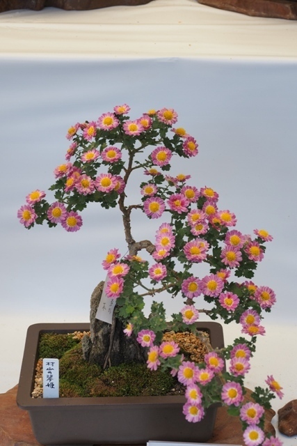 ZA308593.jpg