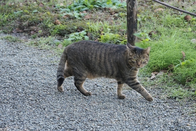 ZA308600.jpg