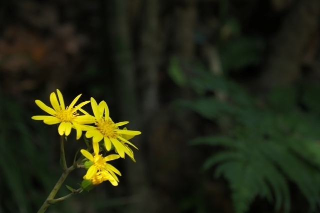 ZA308688.jpg