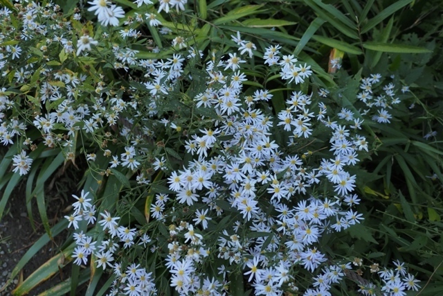 ZA308798.jpg