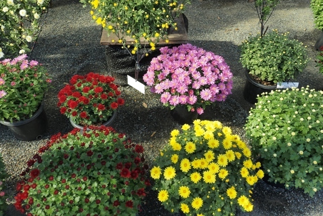 ZA308812.jpg