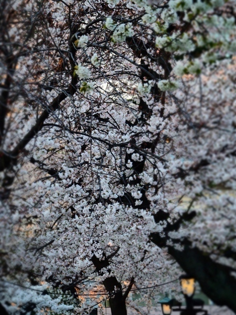 14041109.jpg