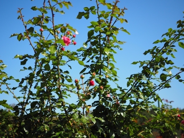 PA210128.jpg