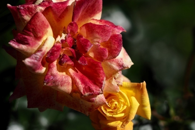 PA210290.jpg