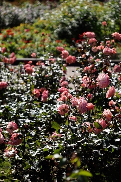 PA210293.jpg