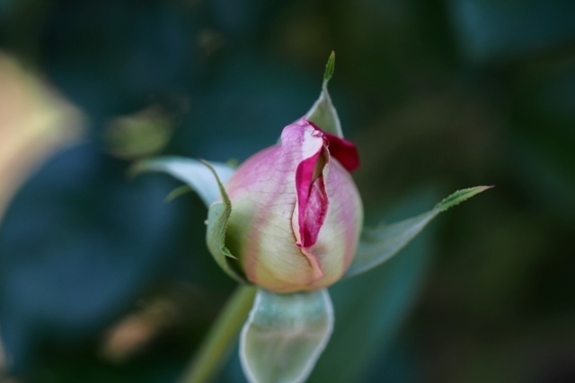 PA210328.jpg