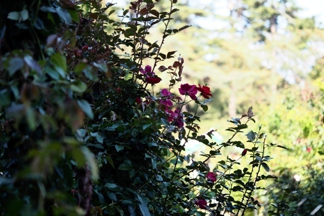 PA210340.jpg