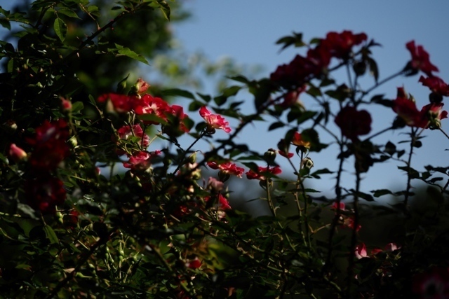PA210342.jpg