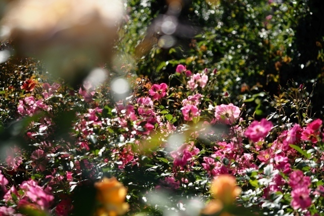 PA210355.jpg