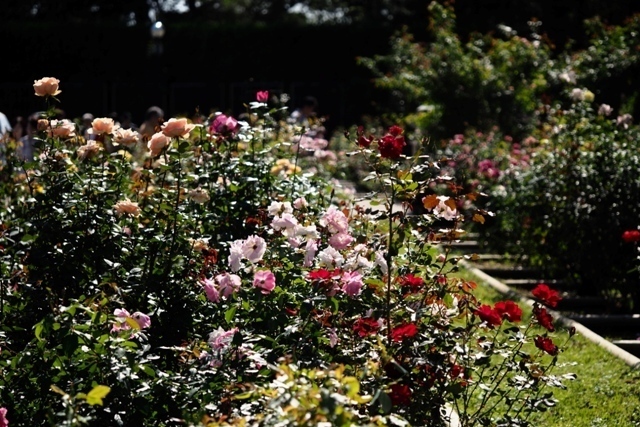PA210356.jpg