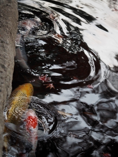_C010070.jpg