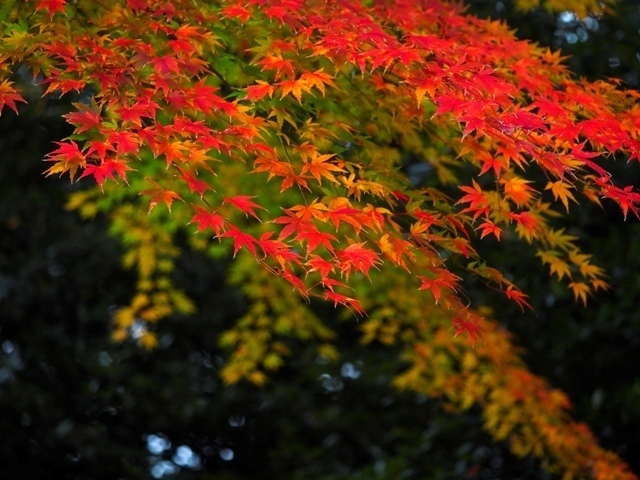 _C010079.jpg