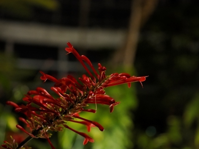 _C106784.jpg