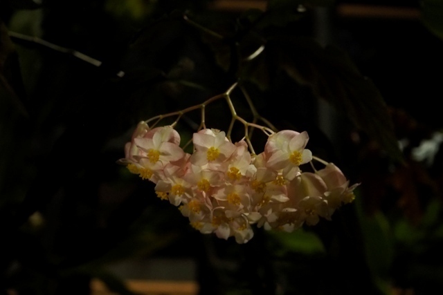 _C106786.jpg