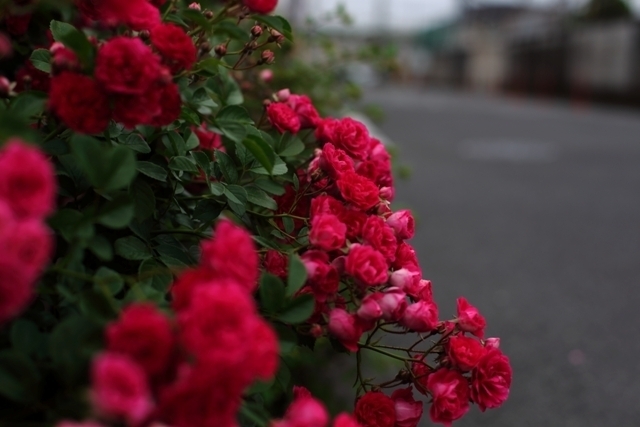 _MG_0104.JPG