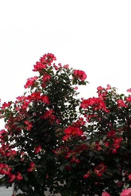 _MG_0110.JPG