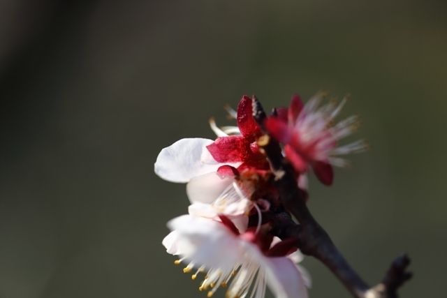 _MG_1750.JPG