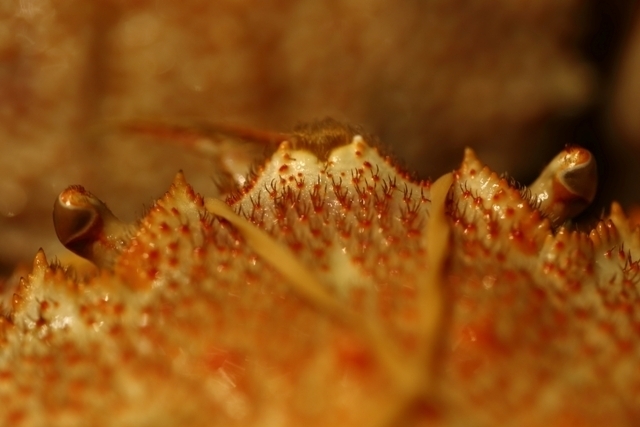_MG_4235.JPG