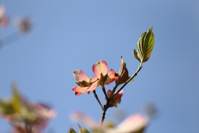 _MG_4375.JPG