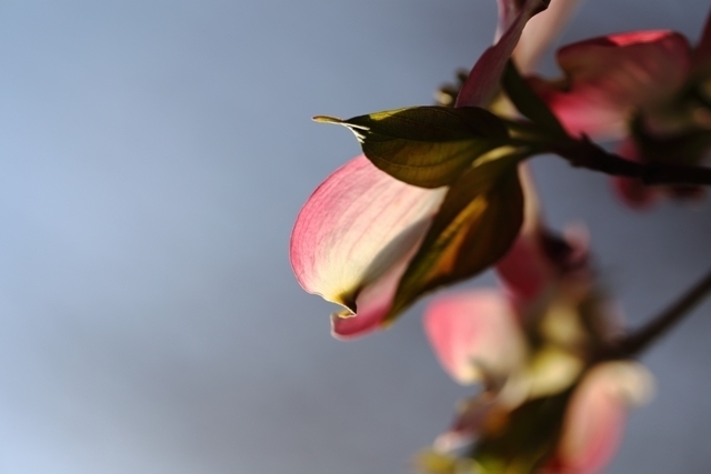 _MG_4380.JPG